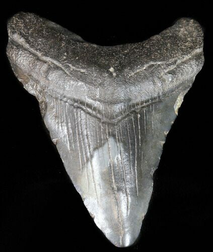 Juvenile Megalodon Tooth - South Carolina #39950
